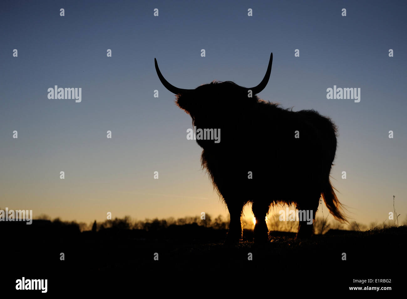 Silhouette of a cow with big horns Stock Photo