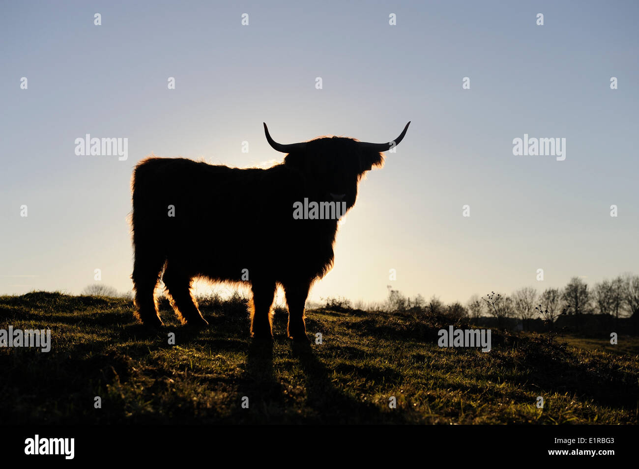 Highland cow grazes in Nature reserve Stock Photo