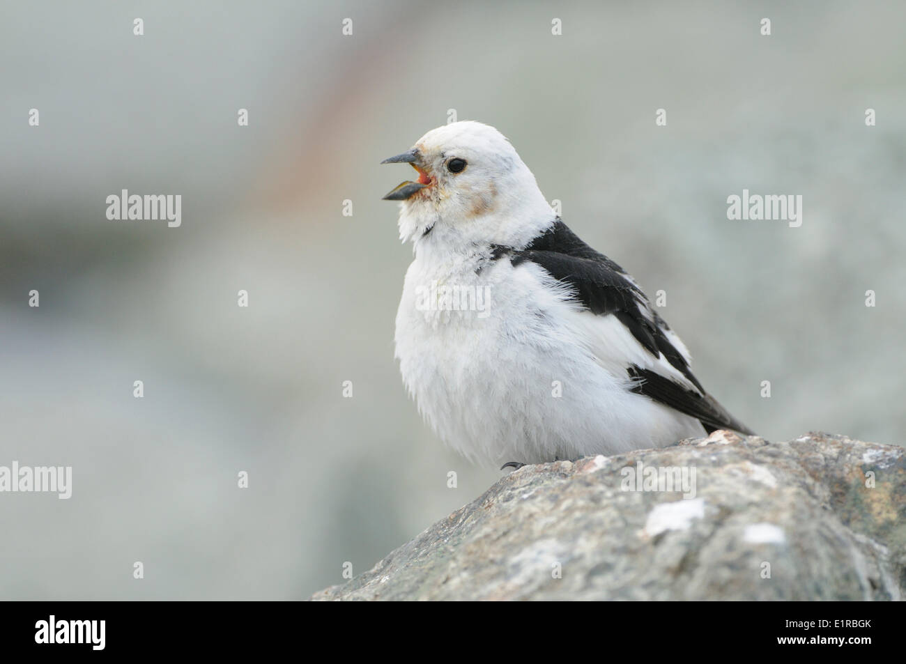 Male Snow Bunting perched on rock and singing in breeding area Stock Photo