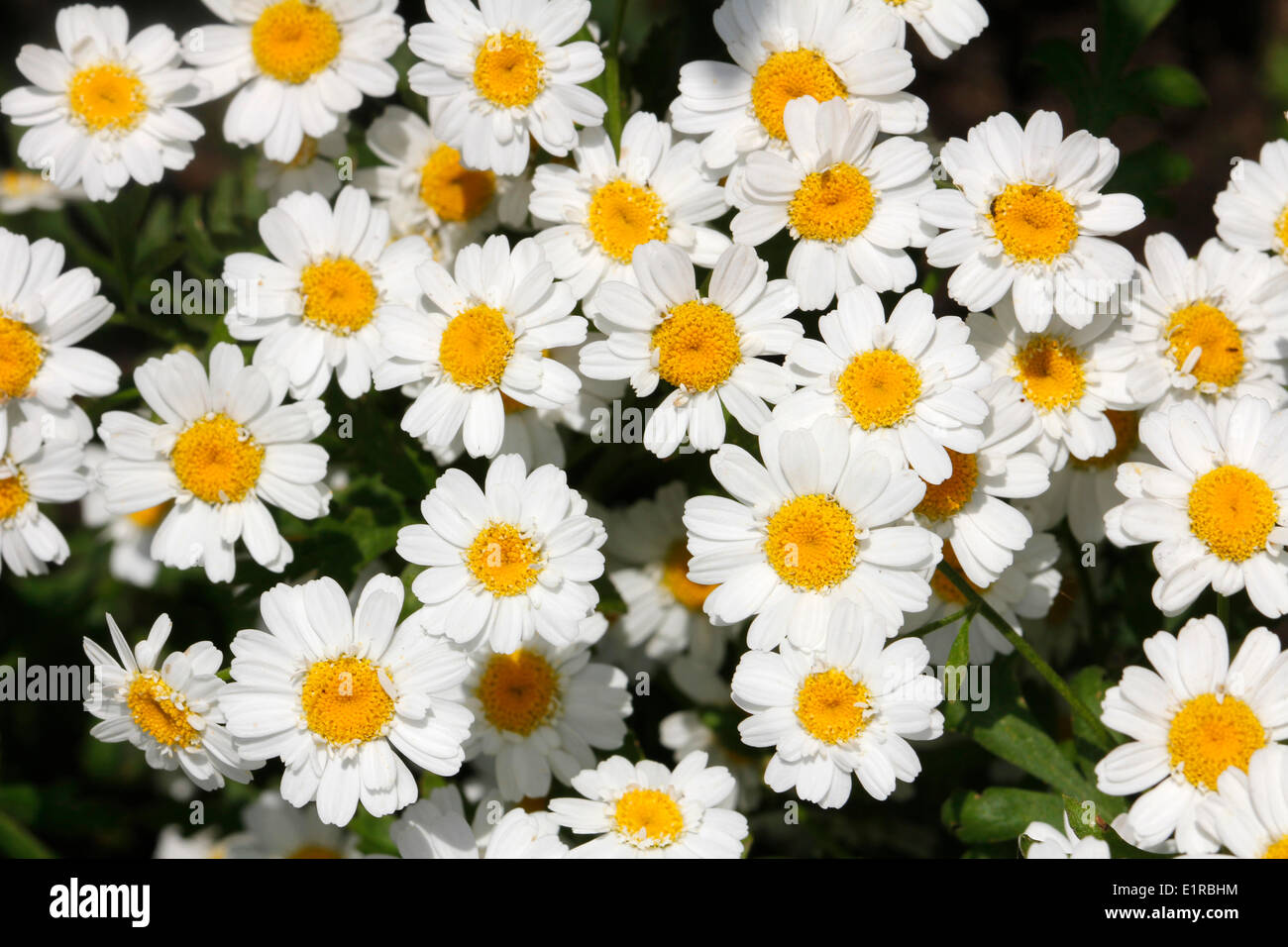 close-up of flourishing feverfew Stock Photo