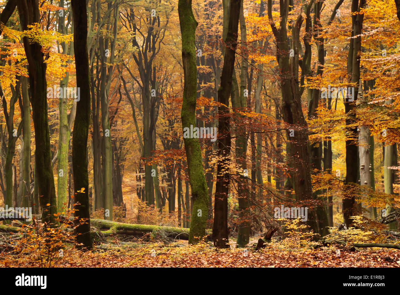 Old beech reserve at autumn. Stock Photo