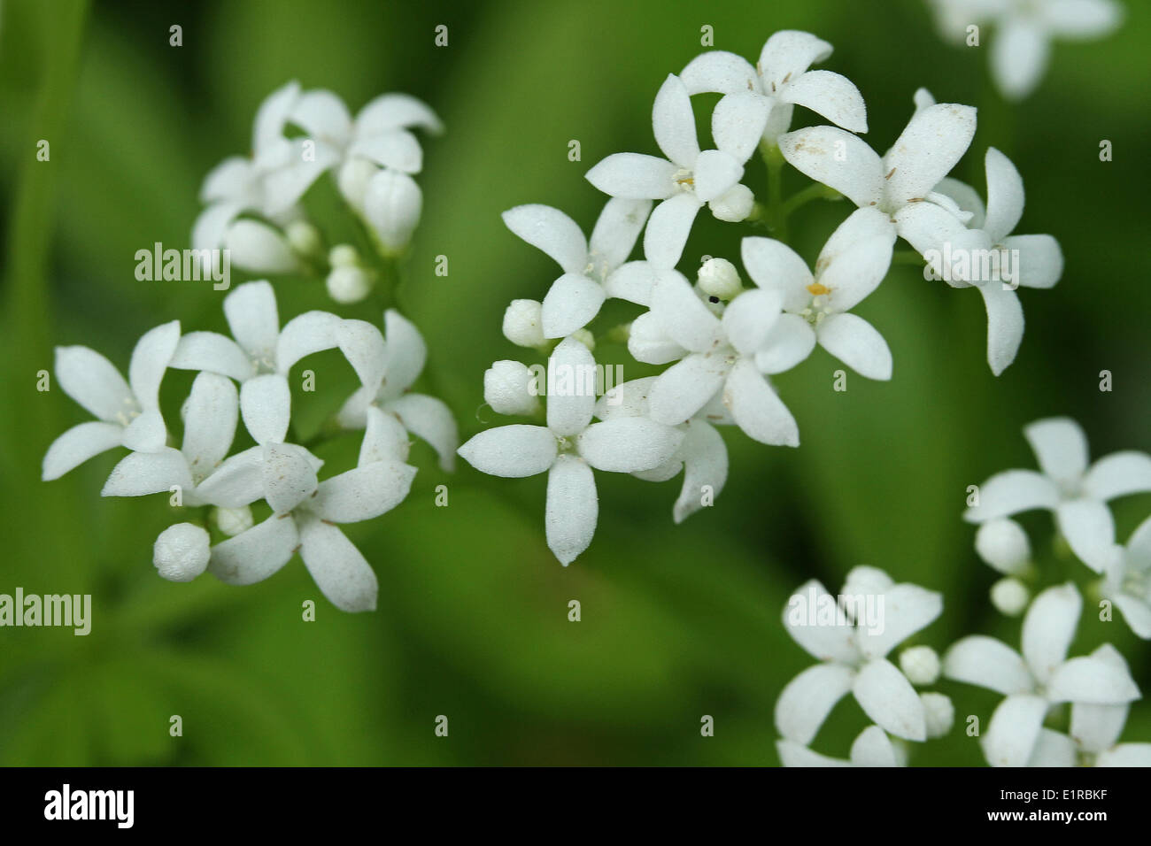 Woodruff hires stock photography and images Alamy