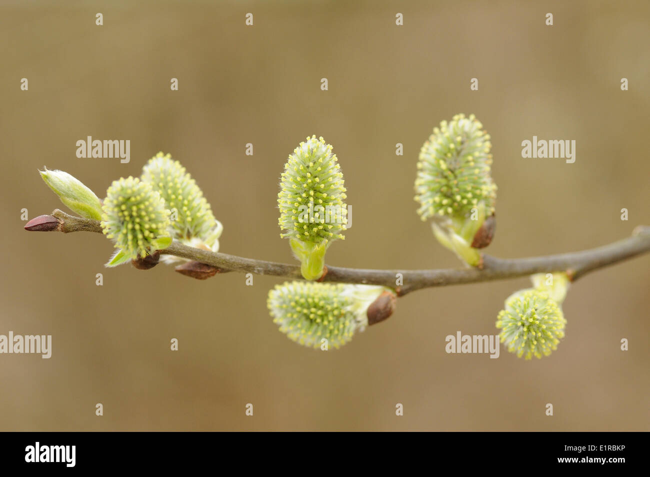 Flowering female inflorescence of the Goat Willow Stock Photo