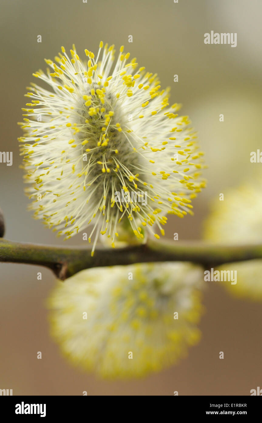 Opening male inflorescense of the Goat Willow in early spring Stock Photo