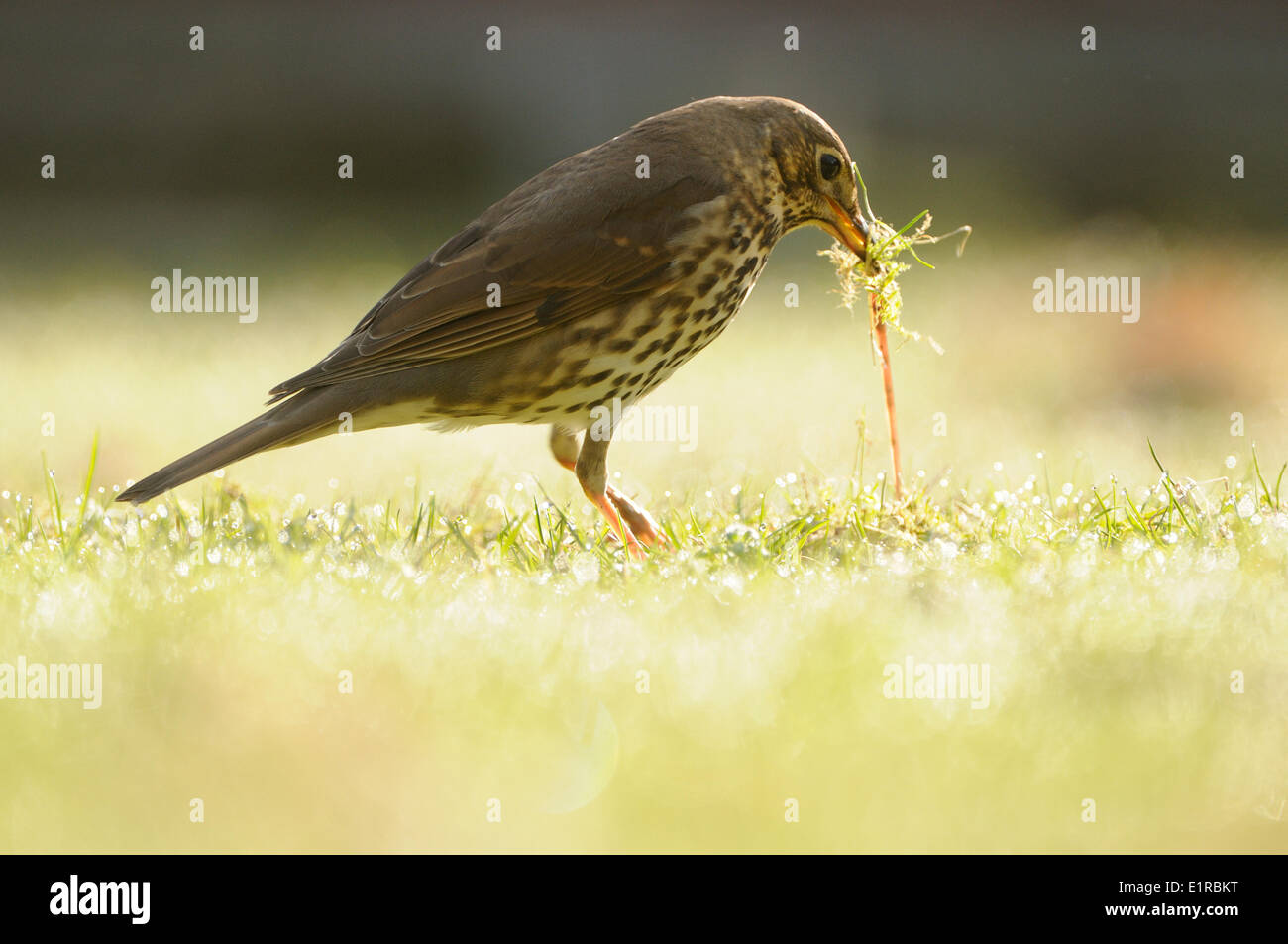 Song Thrush foraging on lawn pulling out an earthworm Stock Photo