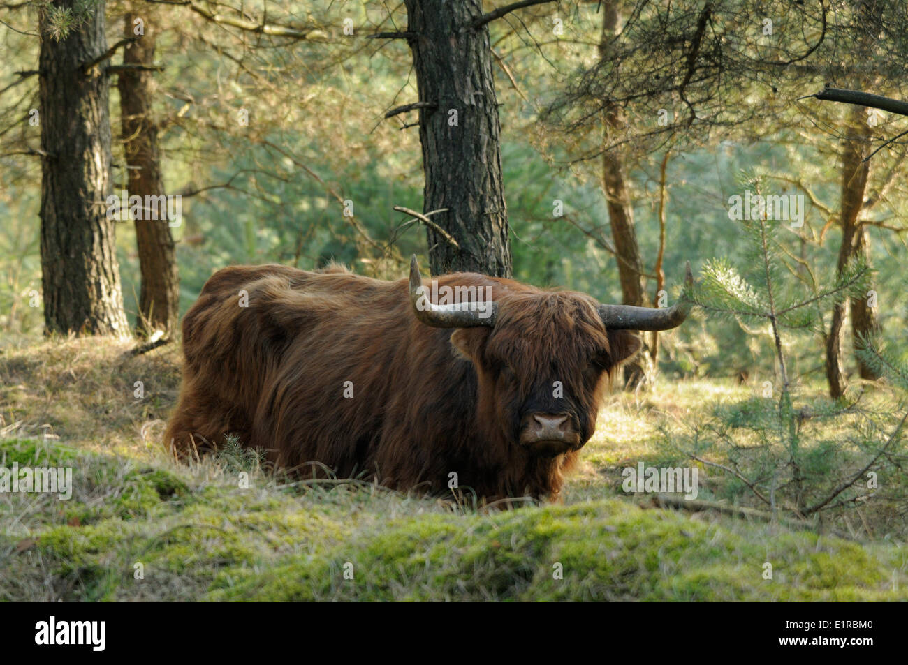 A highland cow in National Park the Veluwezoom Stock Photo