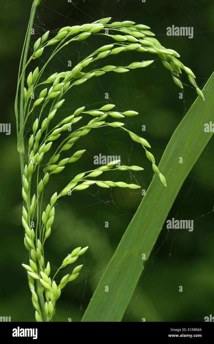 The inflorescence of the wood millet Stock Photo