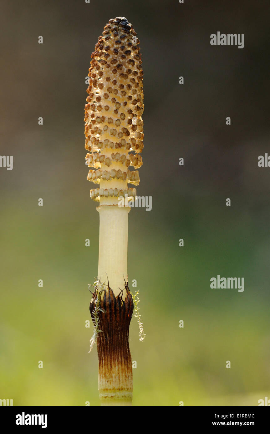 Close-up of the inflorescense of the Great Horsetail Stock Photo