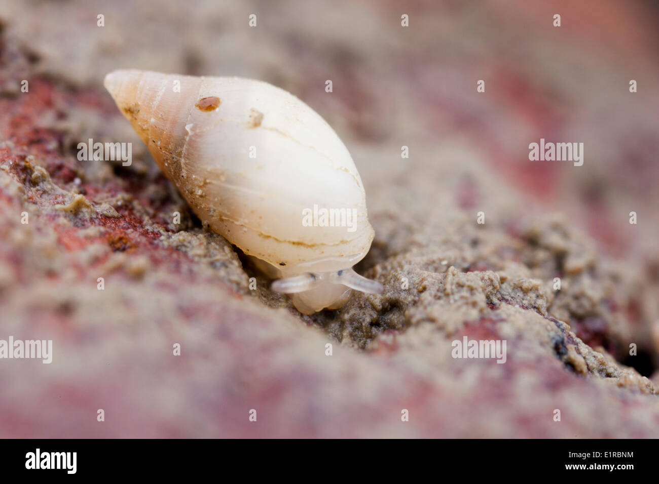 White Mouseear Snail very rare in Netherlands living in litoral zone at one place at Oosterschelde It lives under stones feeds Stock Photo