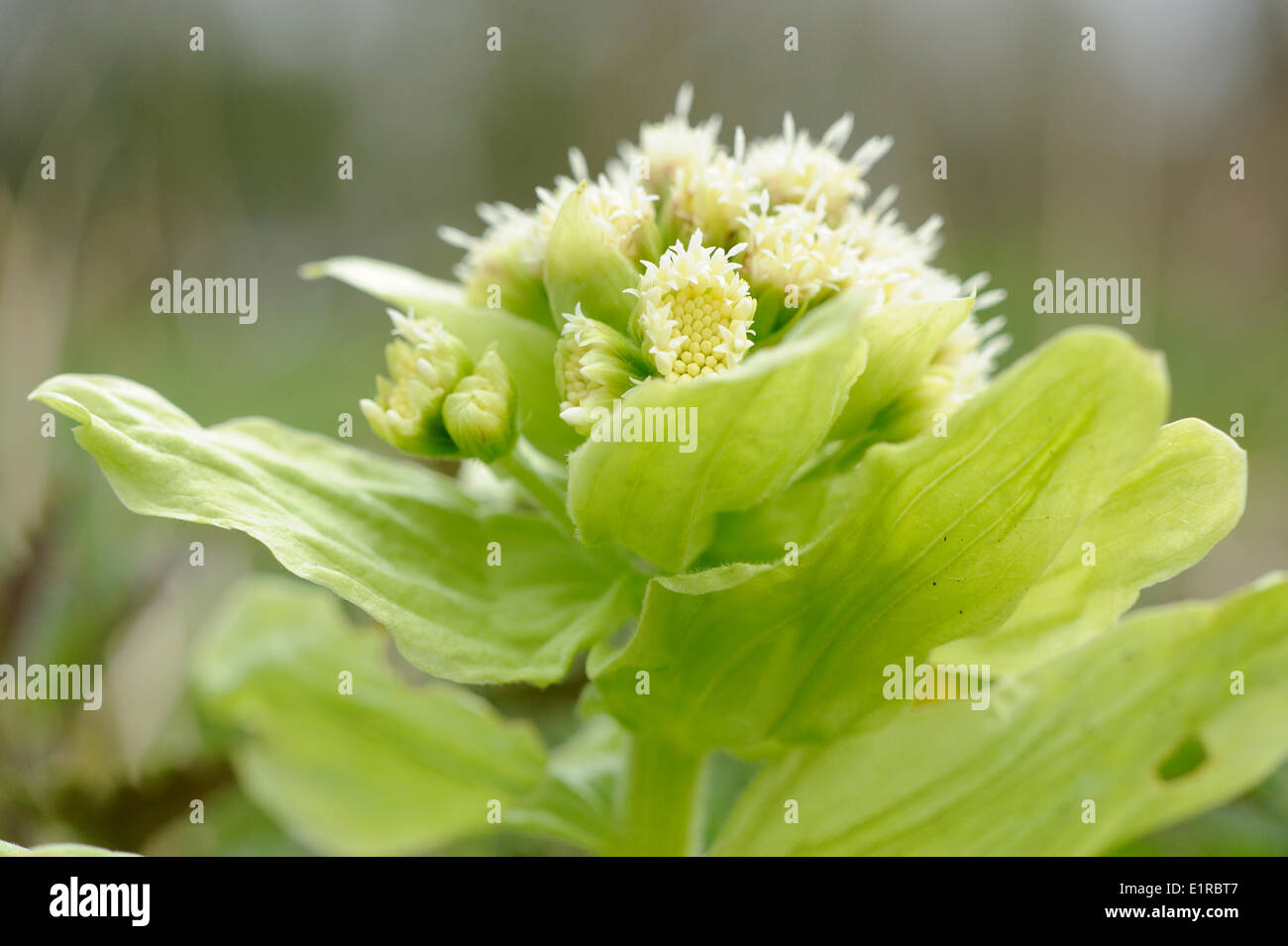 Flowering Fuki Stock Photo