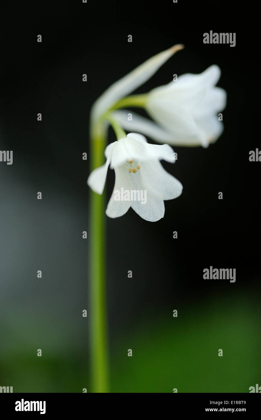 Flowering  Few-flowered Garlic Stock Photo