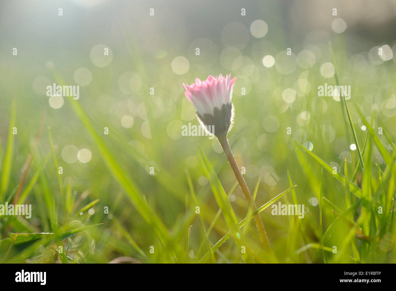 Daisy against the light in a dew covered lawn Stock Photo