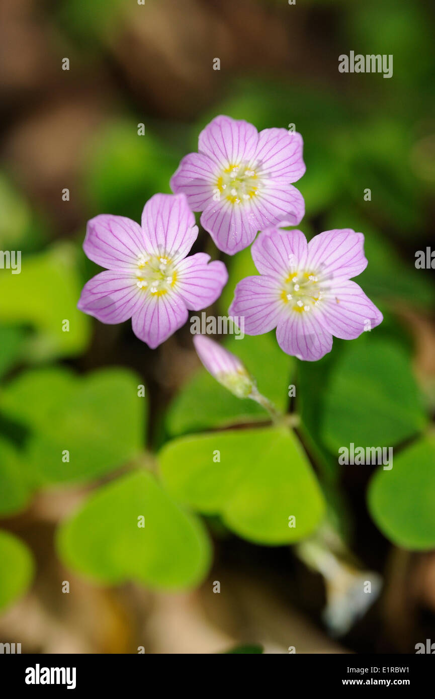 Flowering purple colored Wood-sorrel in spring forest Stock Photo