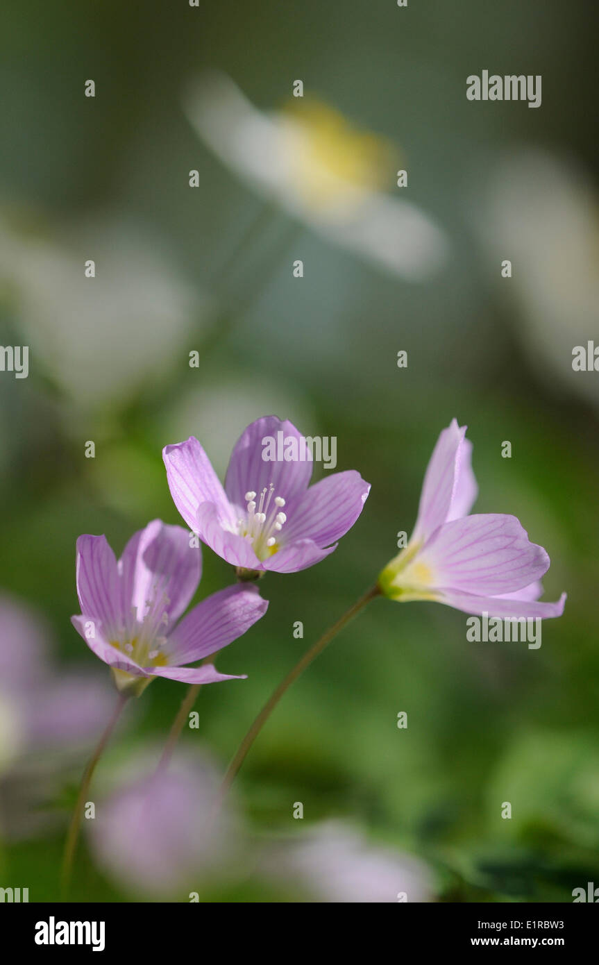 Flowering pink colored Wood-sorrel in spring forest together with Wood anemone Stock Photo