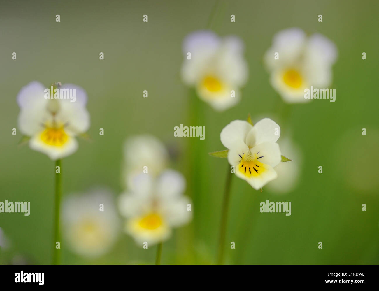 Flowering Field Pansy Stock Photo