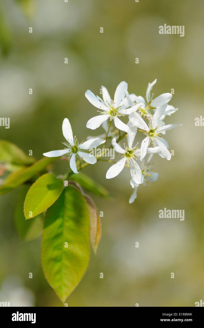 Flowering Juneberry Stock Photo