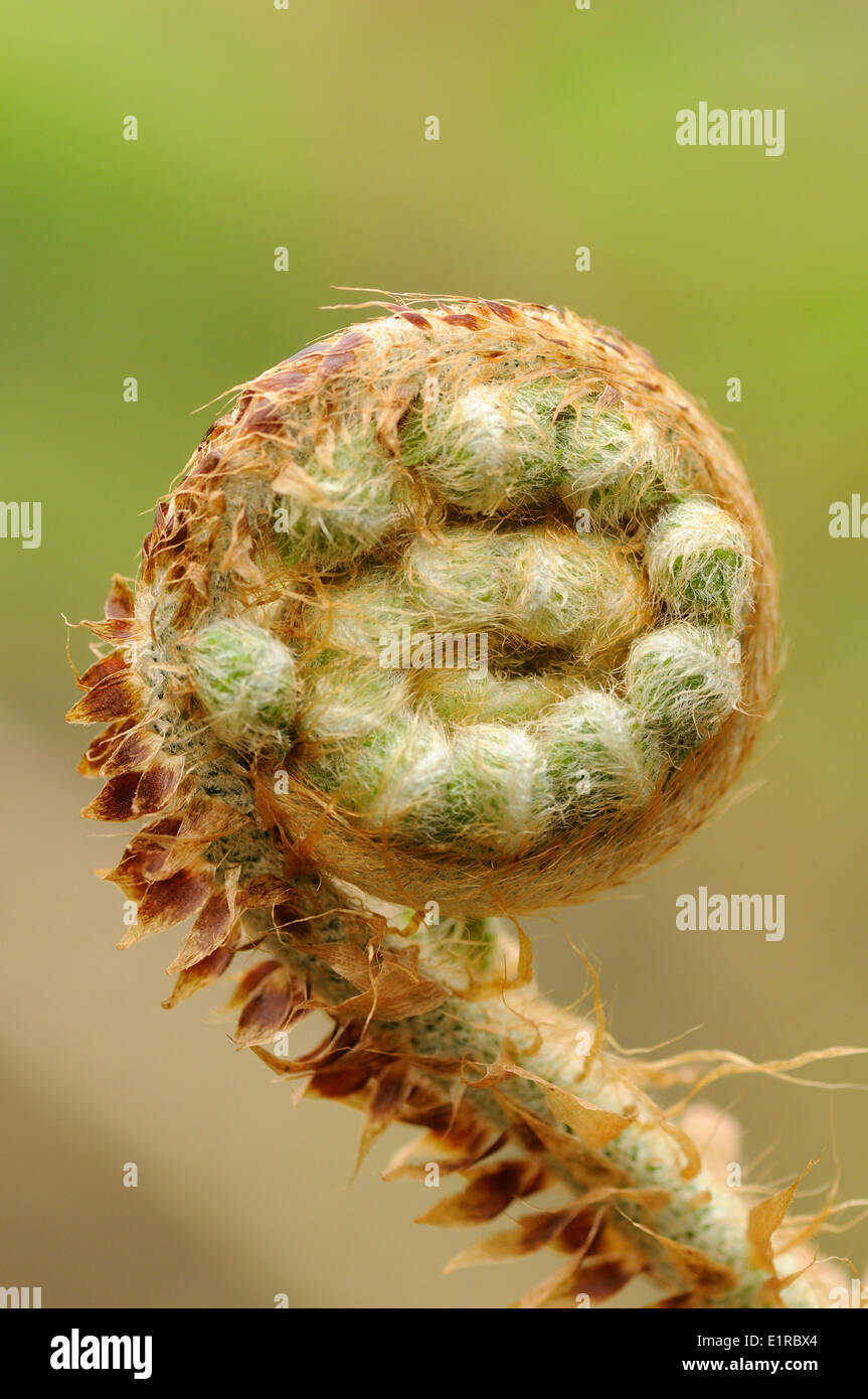 Detail of an opening leaf of the Soft Shield-fern Stock Photo