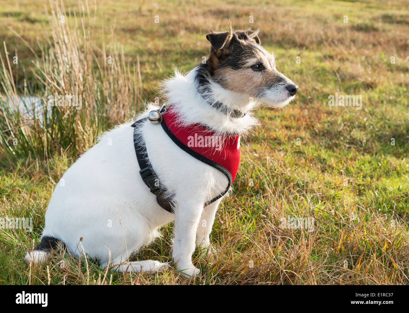 Working Parson Jack Russell Terrier wearing red harness and bell Stock Photo