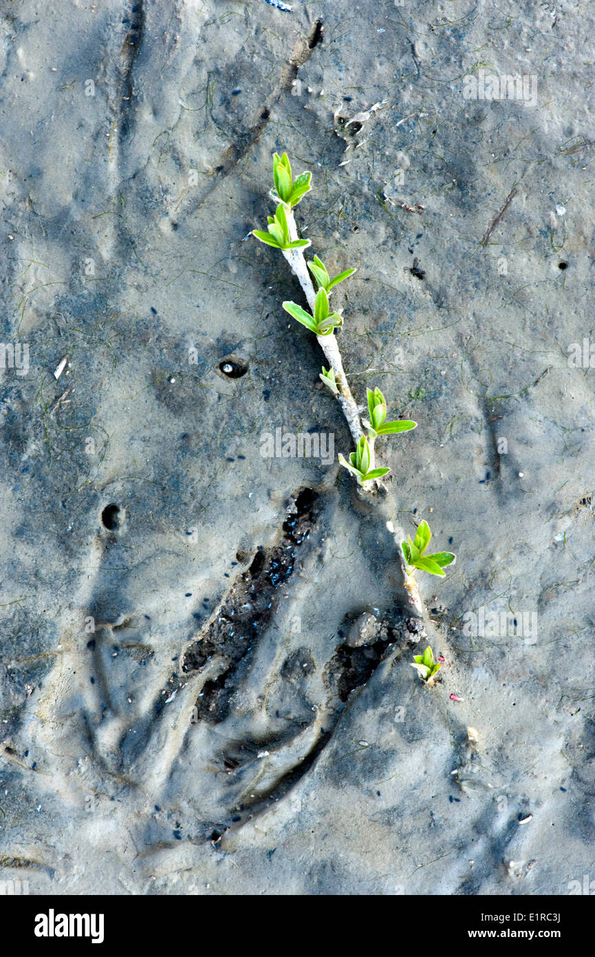 clay a birdtrack and a willow on an intertidal mudflat in spring Stock Photo