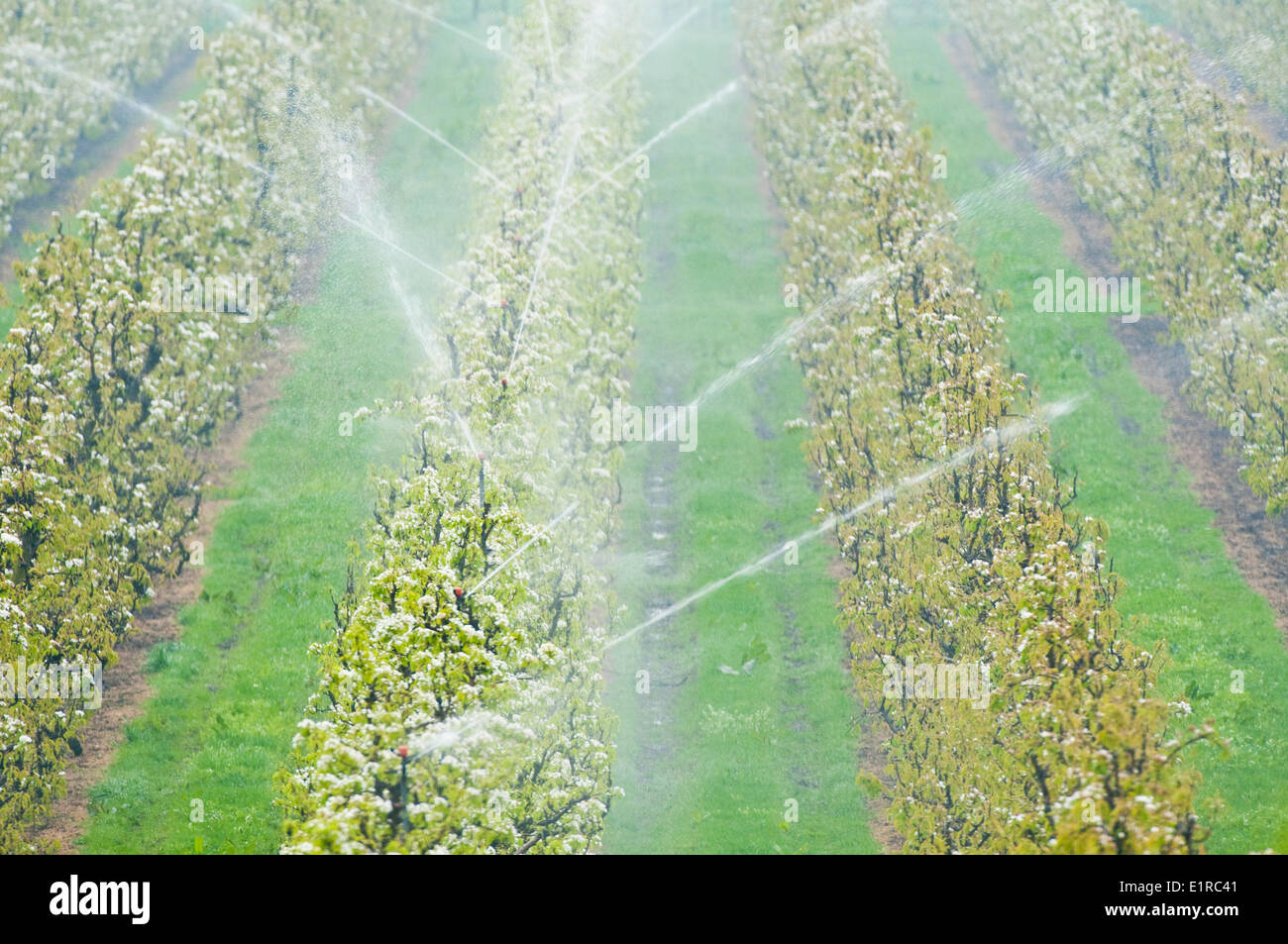 irrigating flowering fruittrees Stock Photo