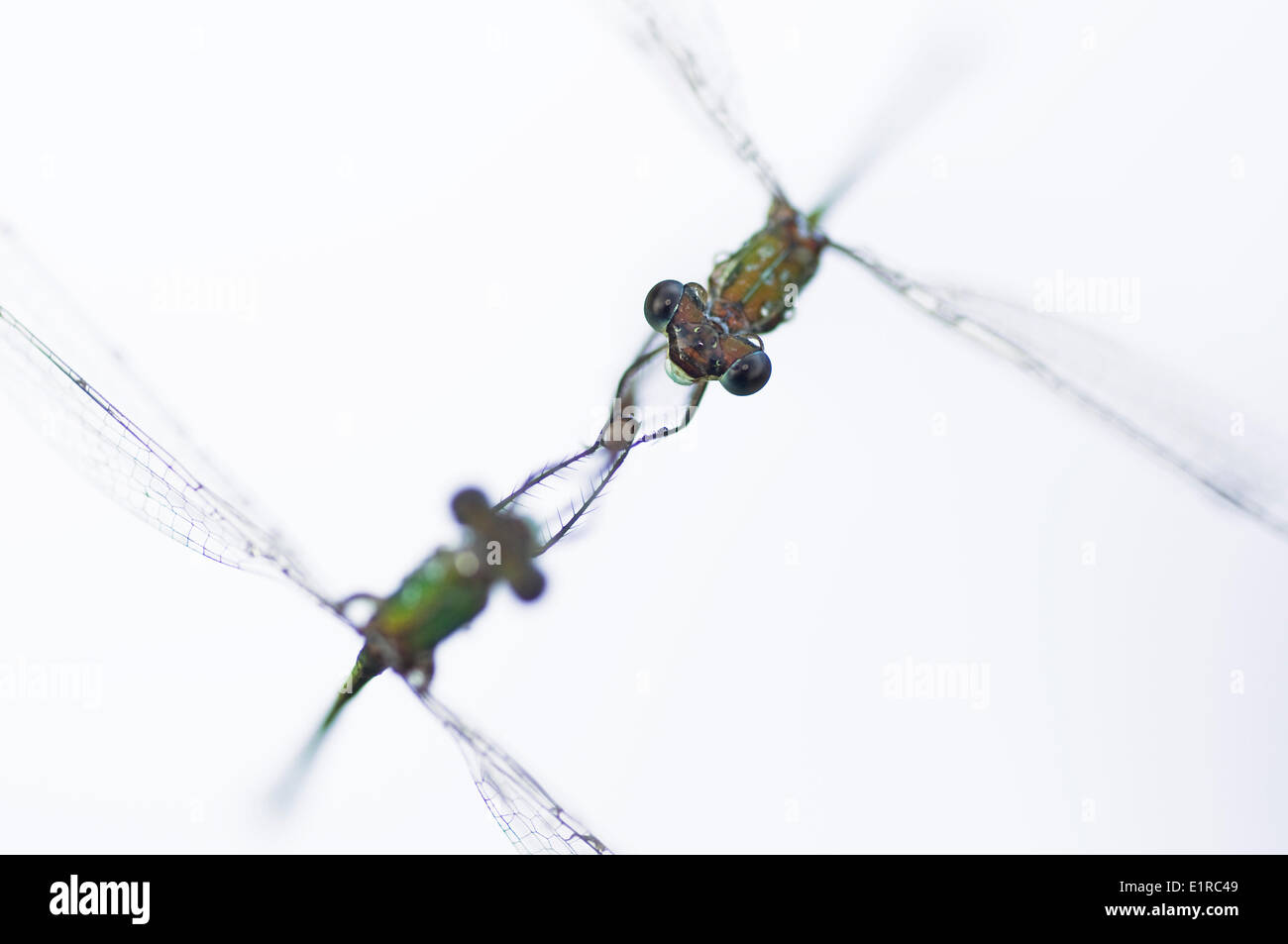High-key macro picture of two damselflies on reed Stock Photo - Alamy