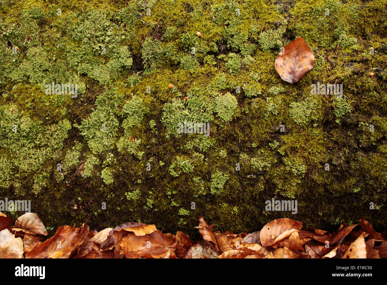 Lichens growing on a stem of a fallen beech Stock Photo