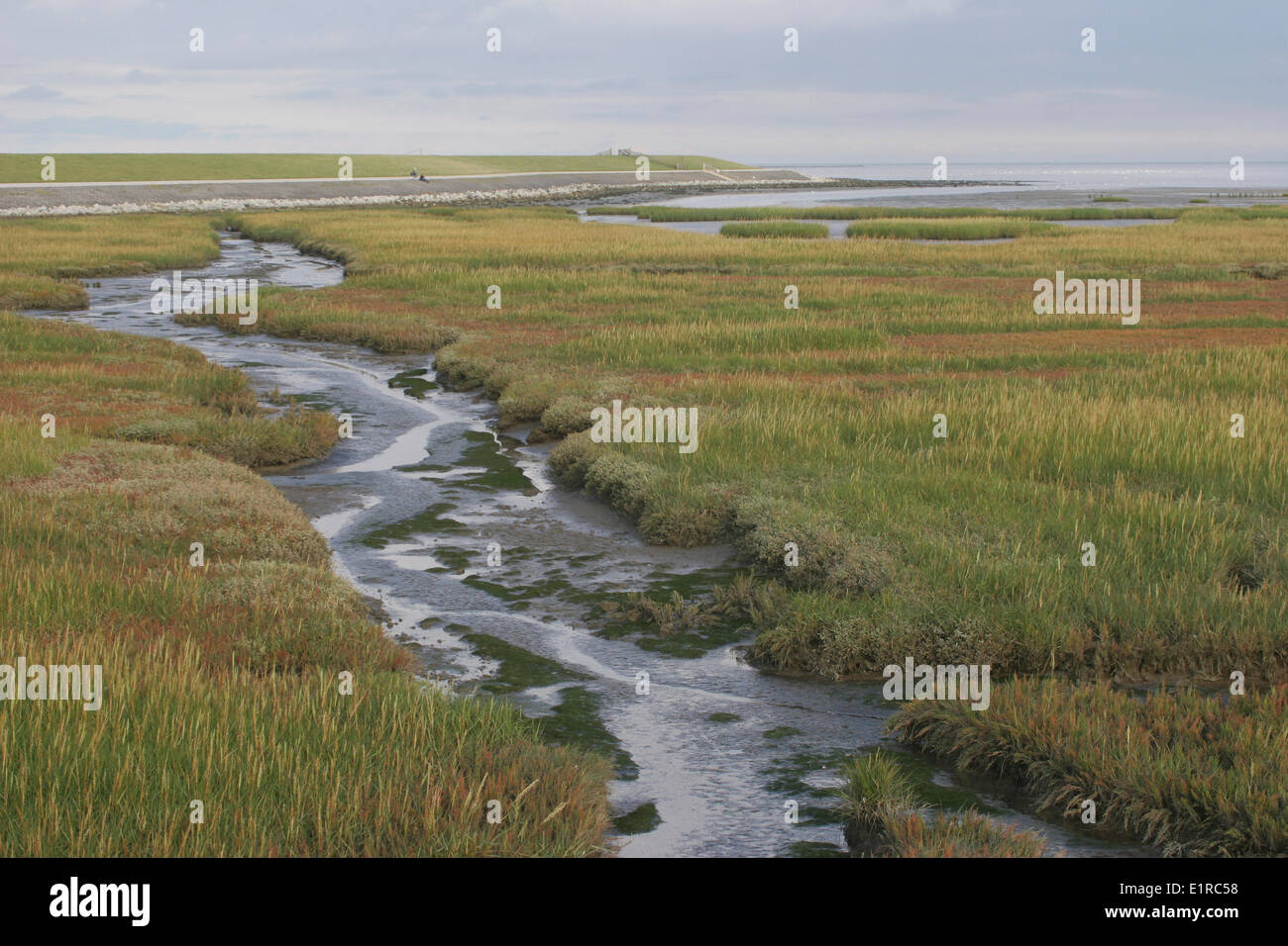 Creek in a tidal marsh Stock Photo