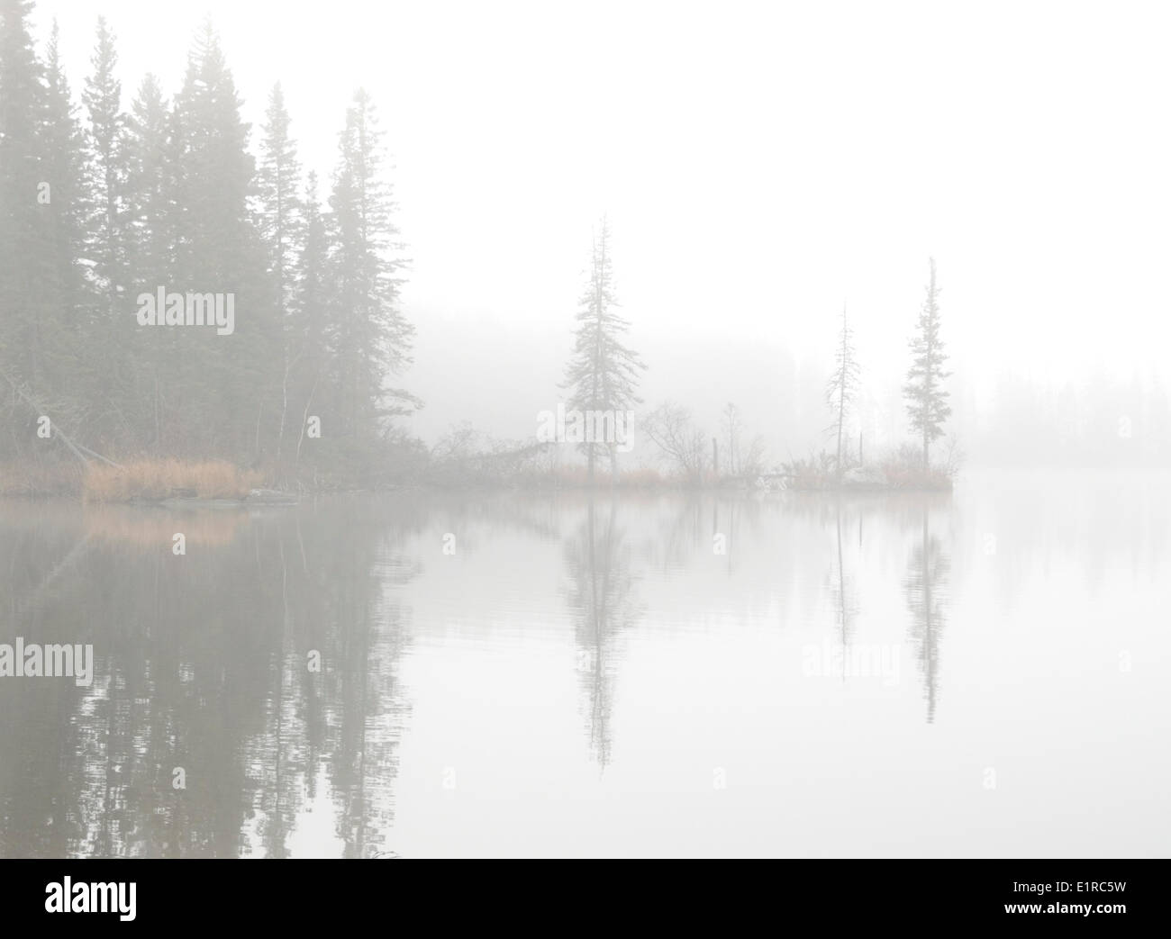 Trees on the lakeshore in the fog Stock Photo - Alamy