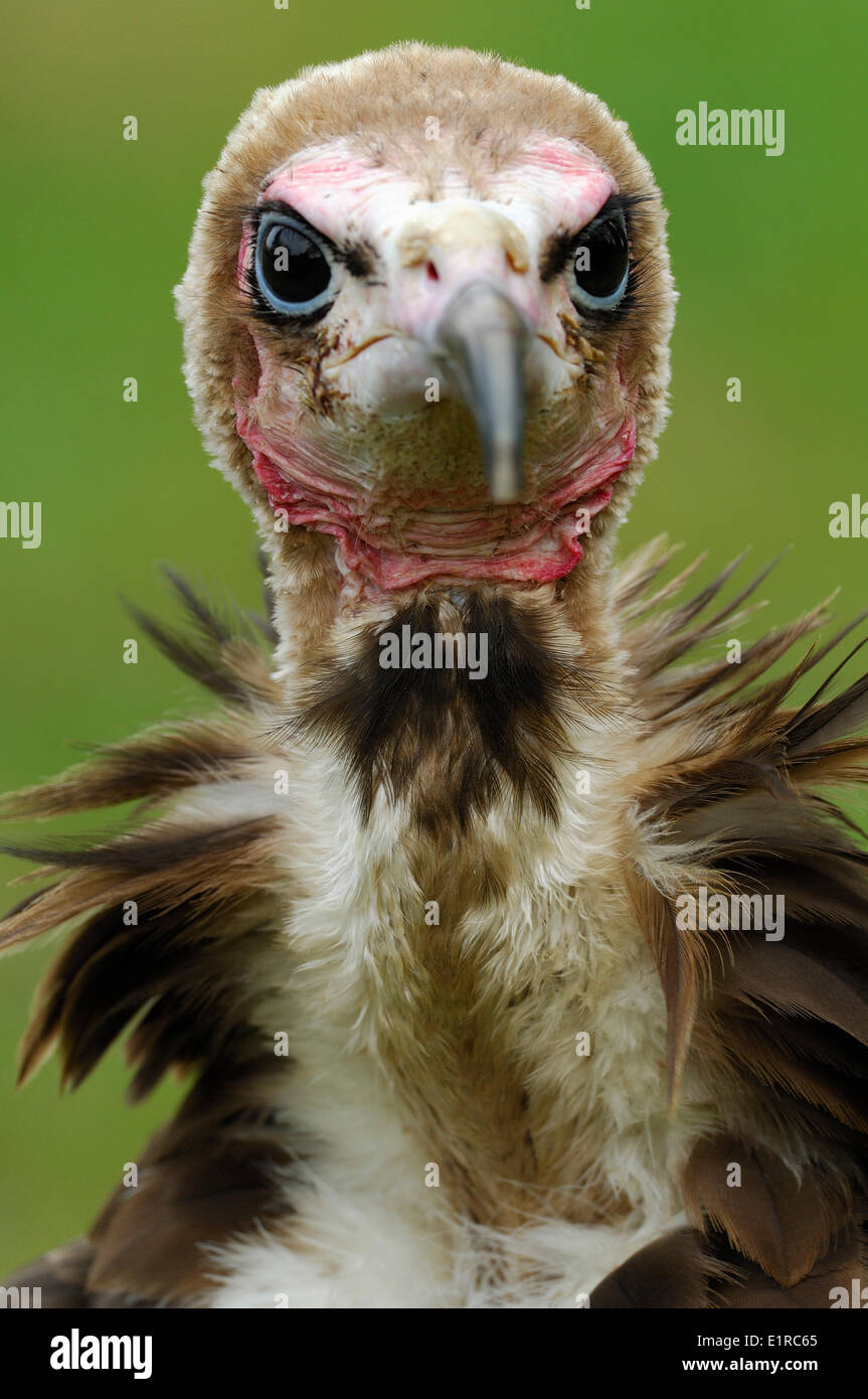 Portrait of a Hooded Vulture Stock Photo