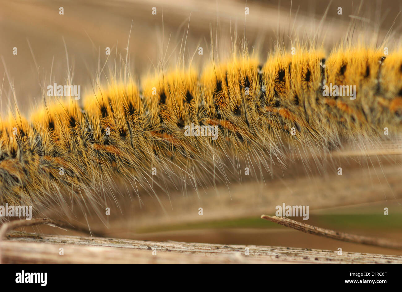 Detail of a caterpillar of Grass eggar Stock Photo