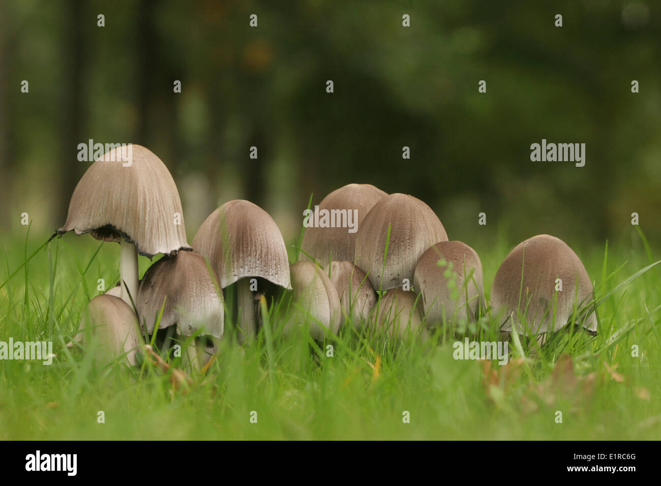Group of Glistening inkcaps on a grassfield Stock Photo