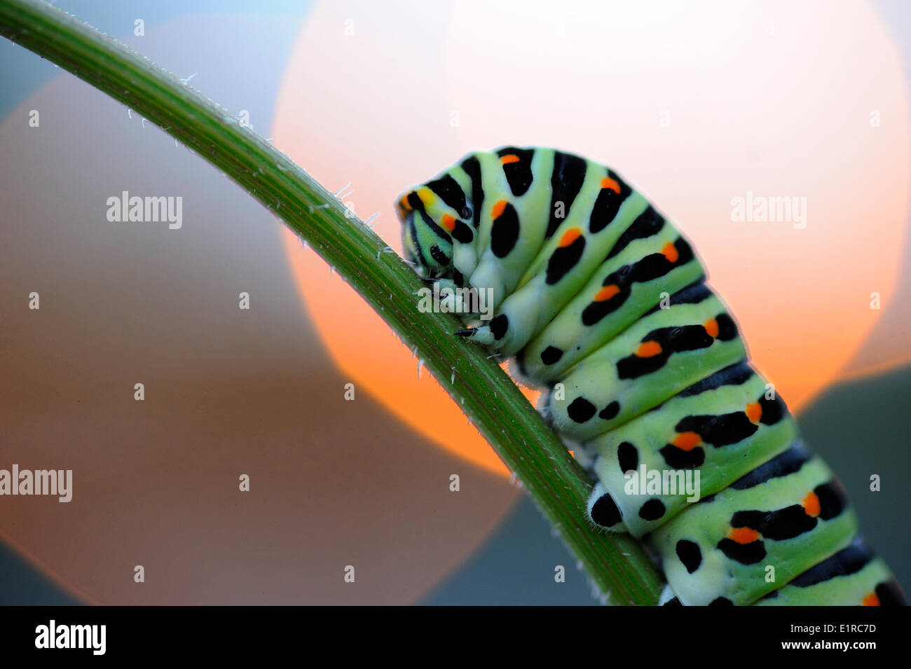 Caterpillar of Old World Swallowtail feeding on Wild Carrot at dusk