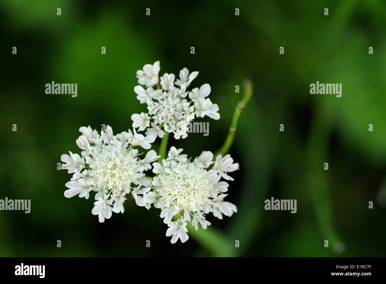 Flowering Tubular Water-dropwort on the side of a ditch Stock Photo