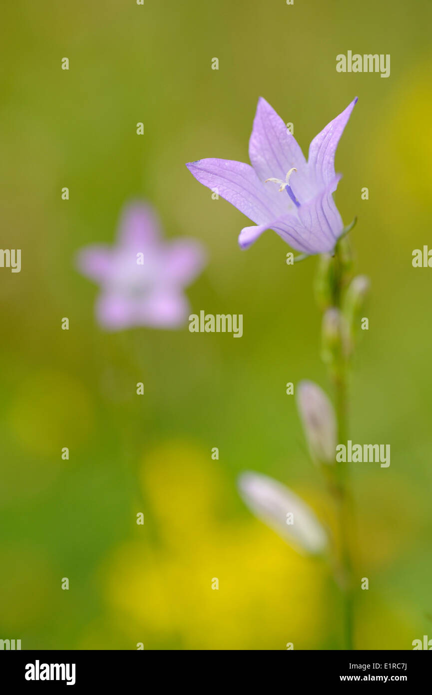 Flowering Rampion Bellflower Stock Photo Alamy