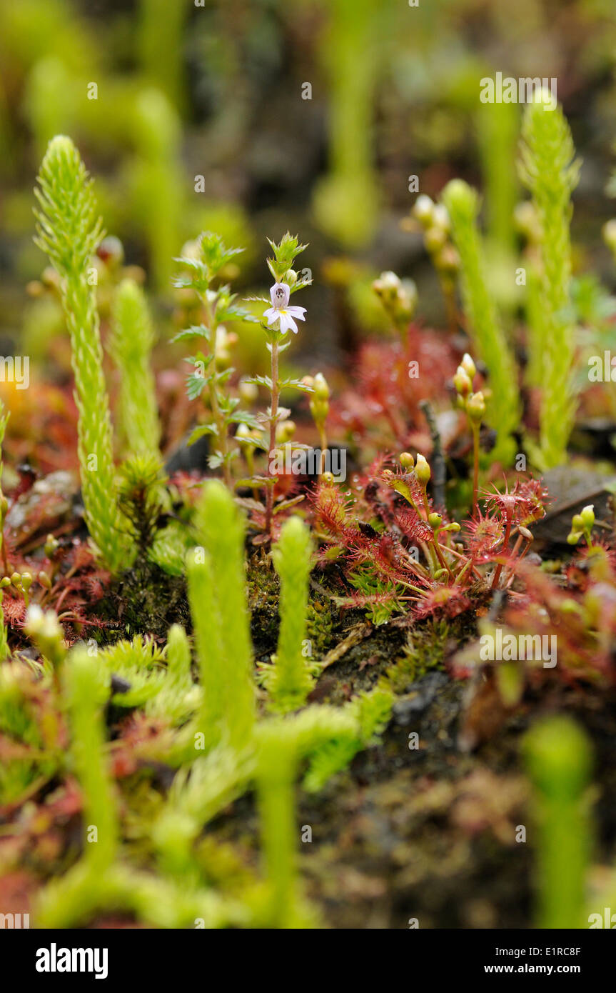 Flowering Rigid Eyebright between Oblong-leaved Sundew and Marsh Clubmoss Stock Photo