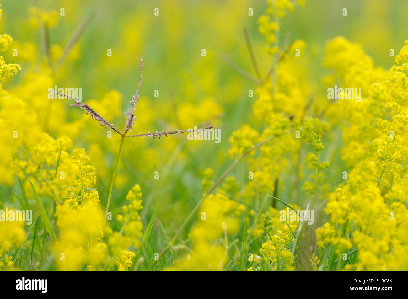 Flowering Bermuda grass between Yellow Spring Bedstraw Stock Photo
