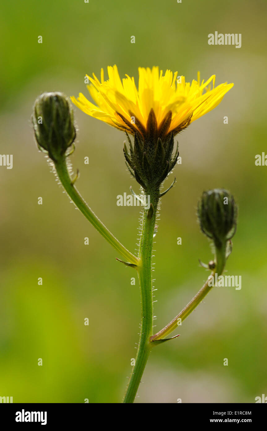 Hawkweed oxtongue picris hieracioides hi-res stock photography and ...