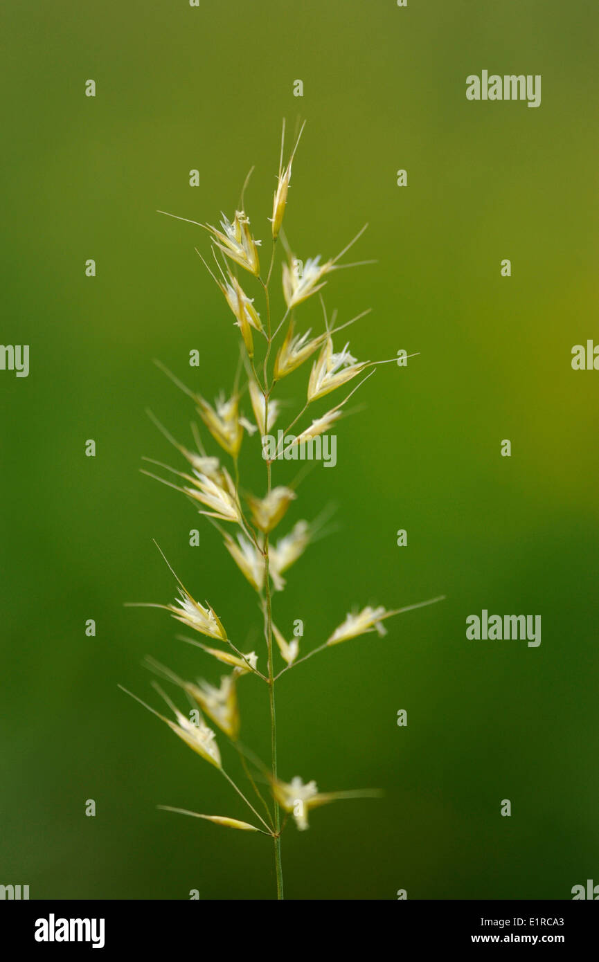 Flowering Yellow Oatgrass Stock Photo Alamy
