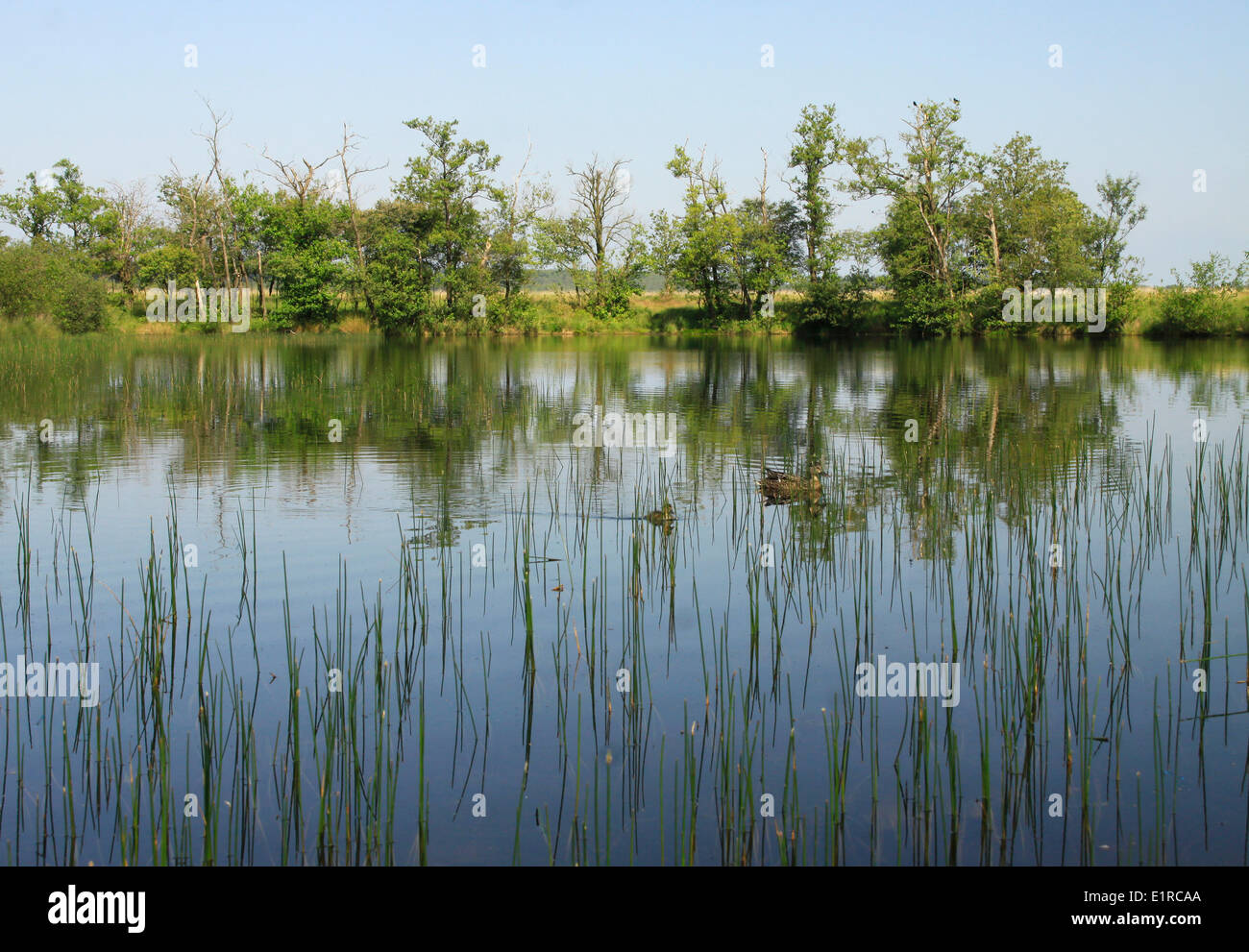 Moor fen surrounded by oak, with reflection in the water. Stock Photo