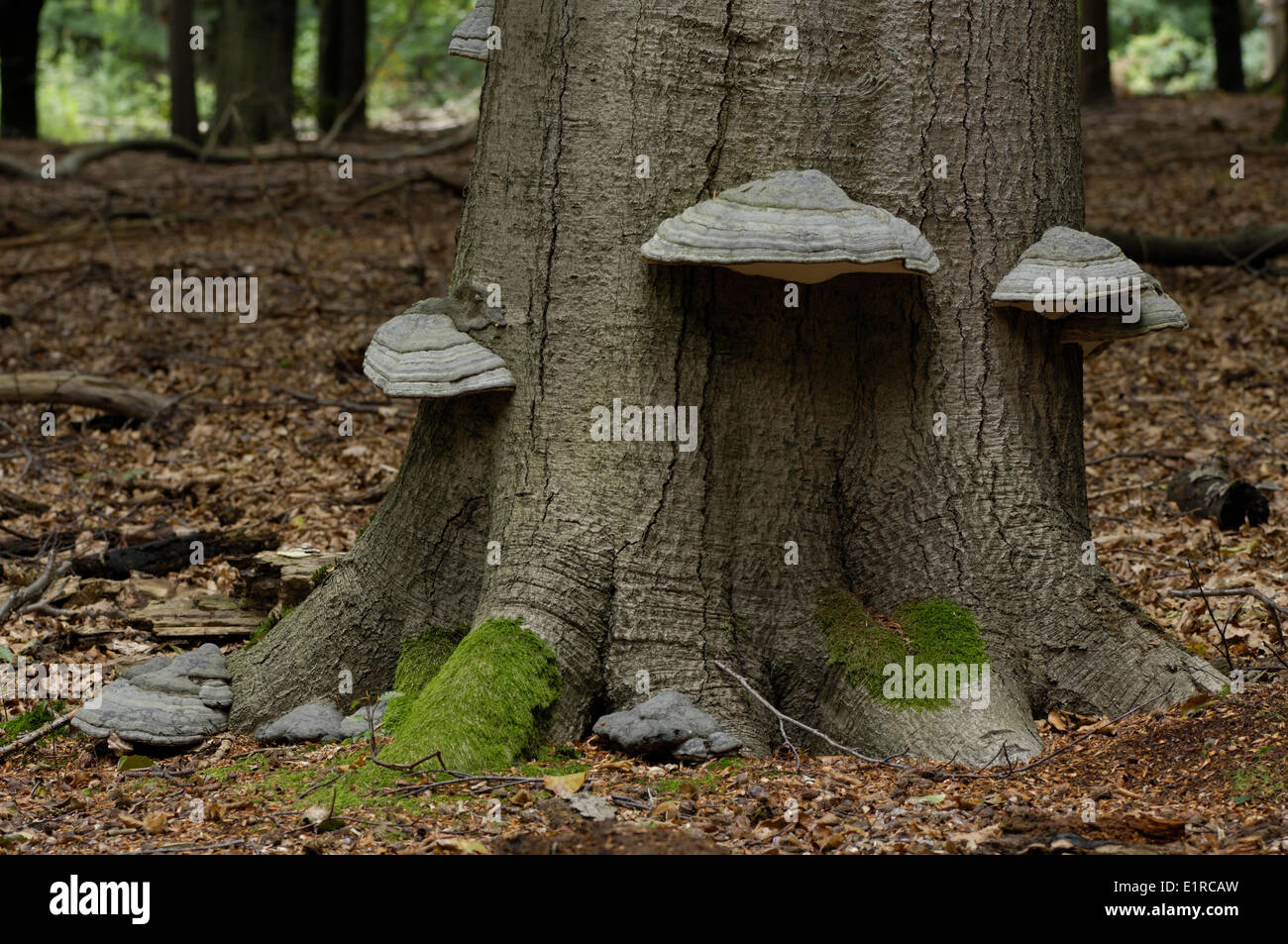 Horse's hoof funges on beech Stock Photo