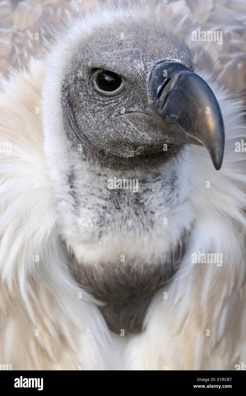 Portrait of a White-backed Vulture Stock Photo