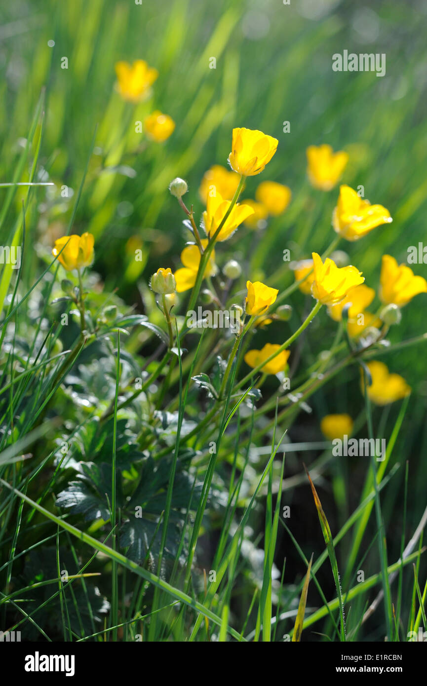 Flowering Multiflowered Buttercup in the French Alps Stock Photo