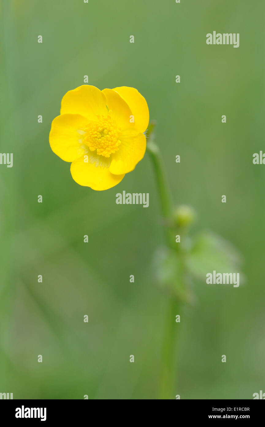 Flowering Wooly Buttercup Stock Photo