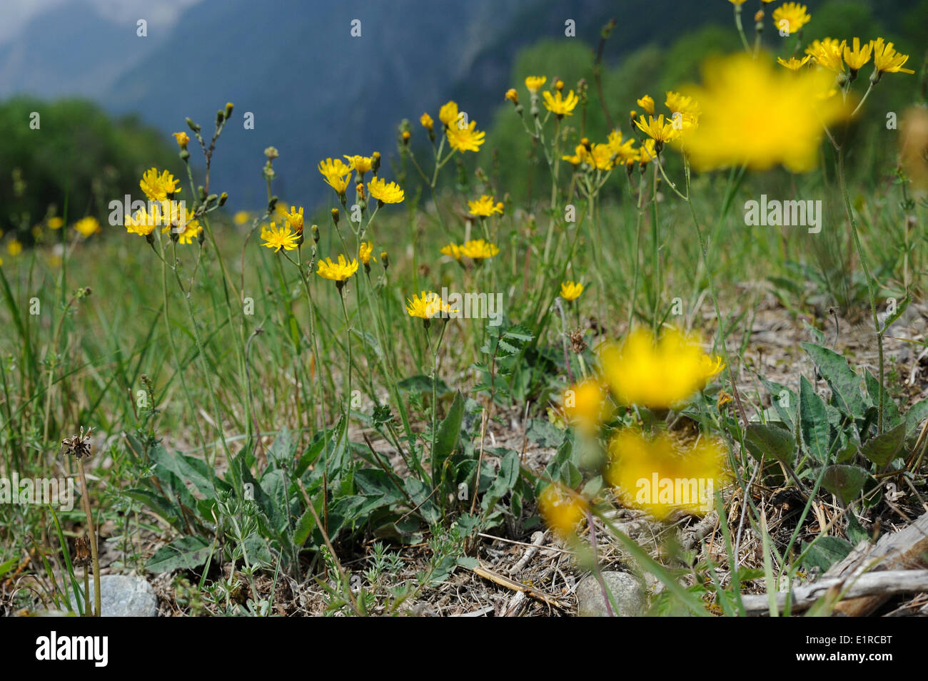 Flowering hawkweed on rocky slopes in the Alps Stock Photo