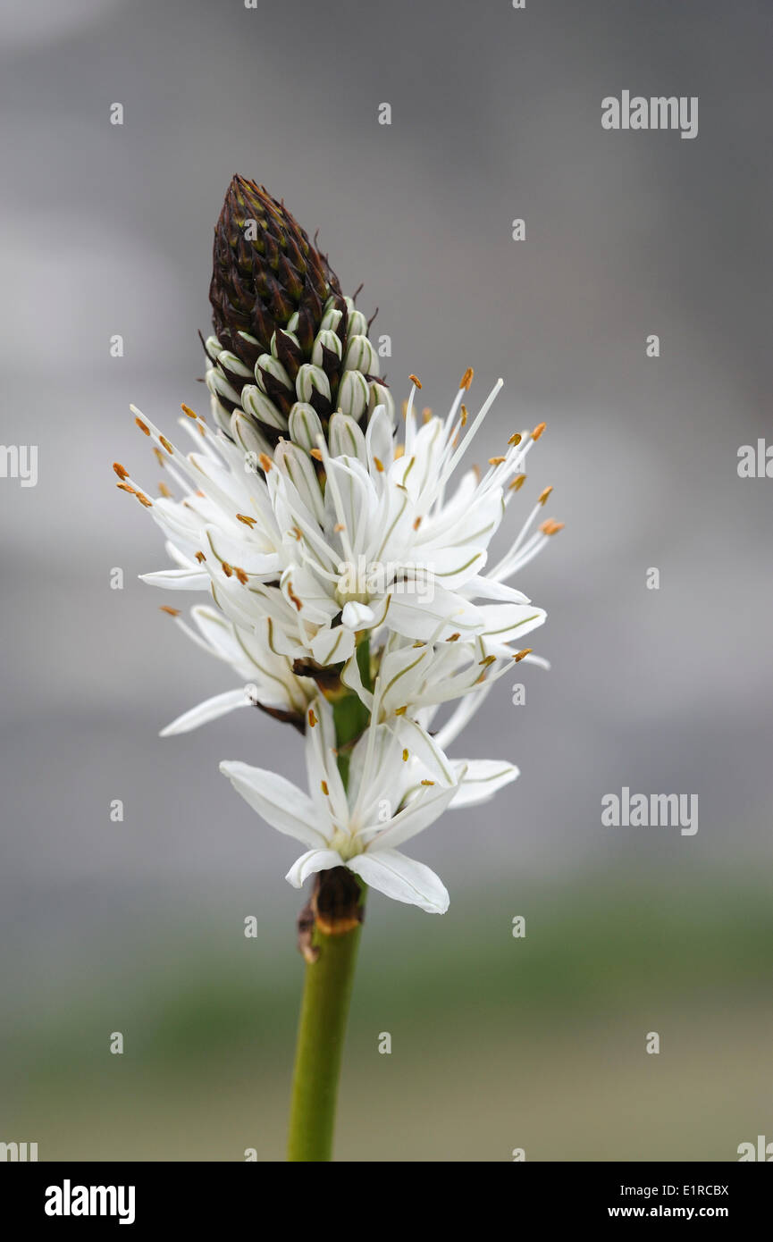 Opening inflorescence of the White Asphodel Stock Photo