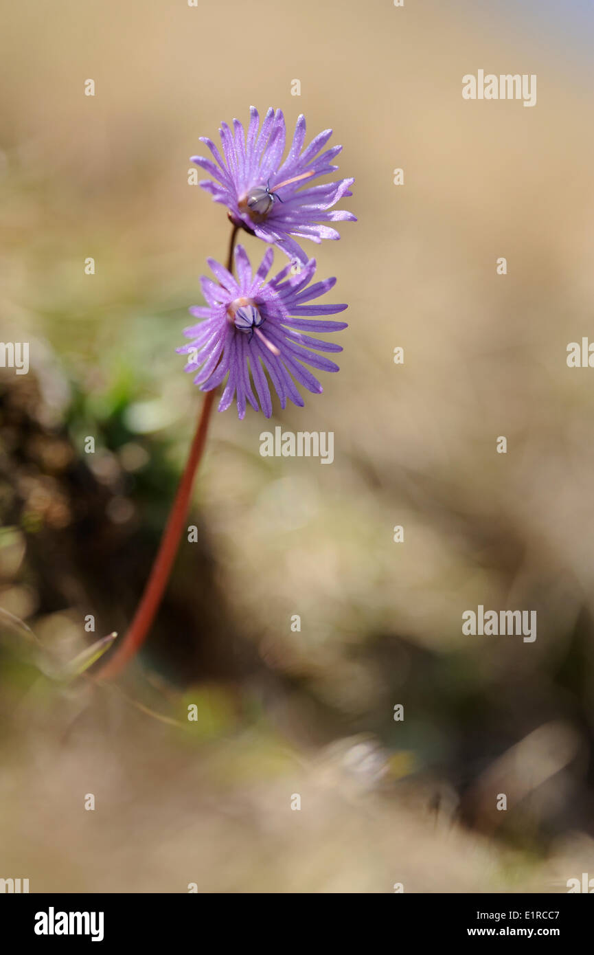Flowering Alpine Snowbell Stock Photo