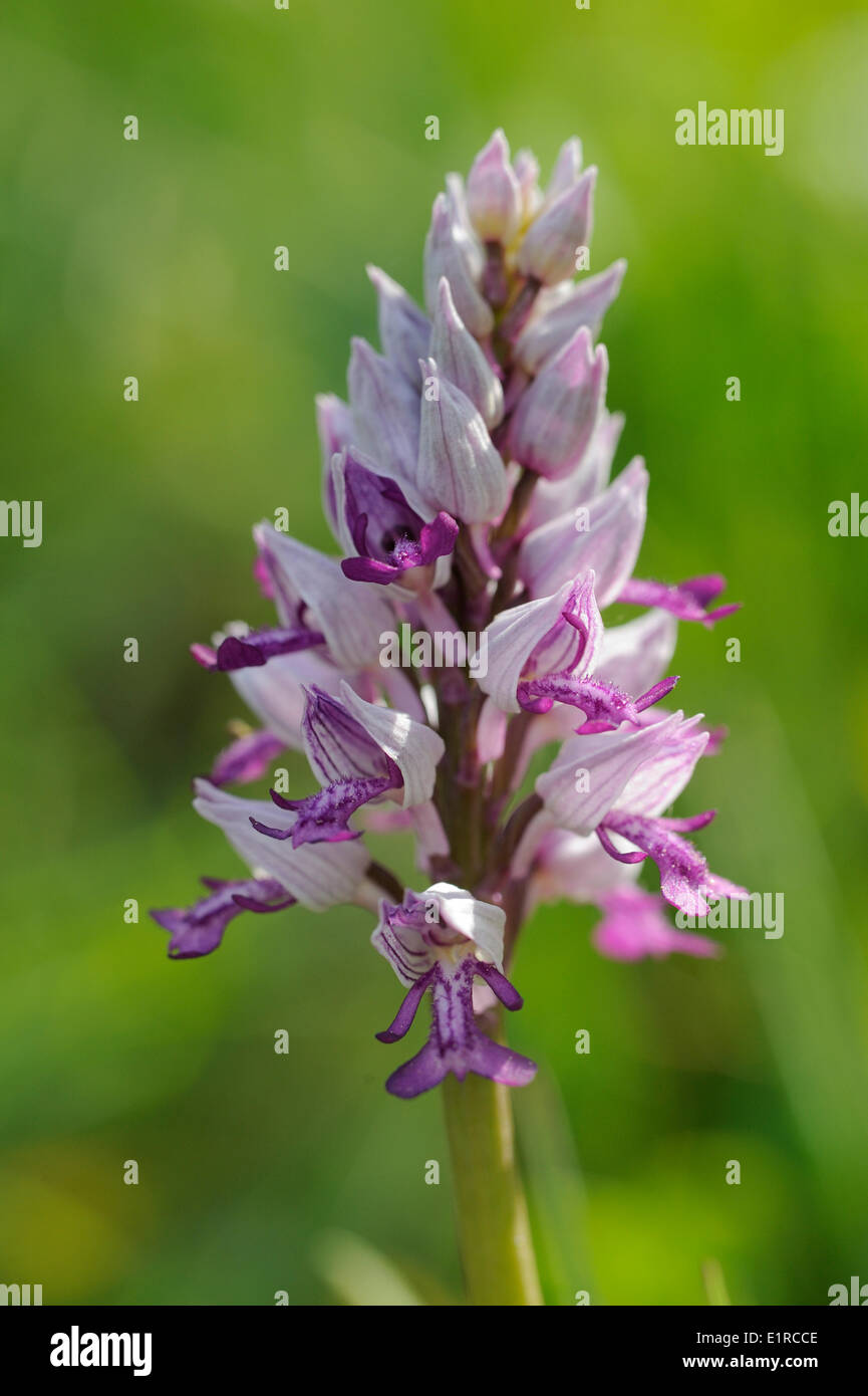 Flowering Military Orchid in humid meadow in the French Alps Stock Photo