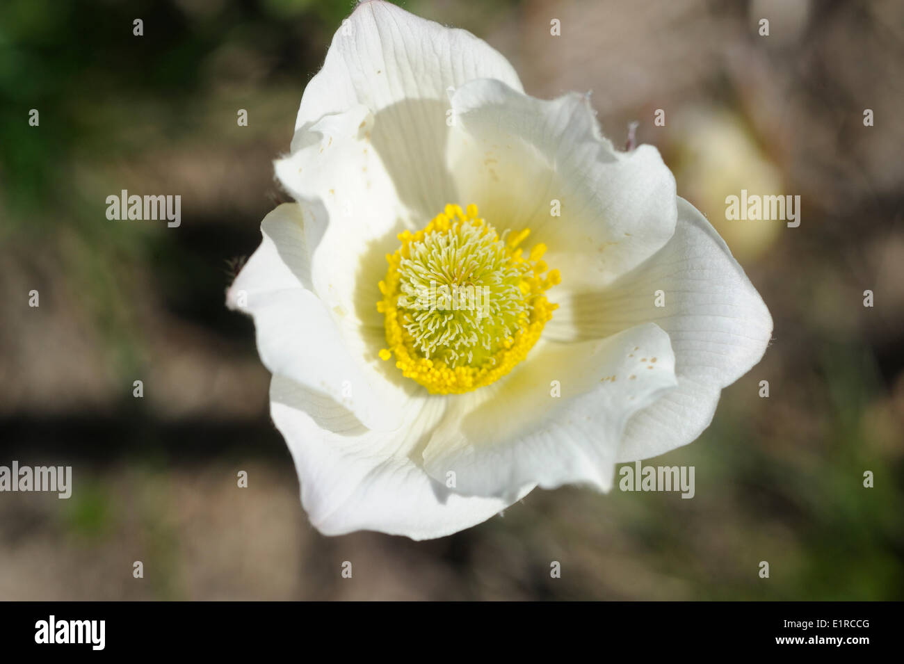 Flowering white morph of the Alpine Anemone; Stock Photo