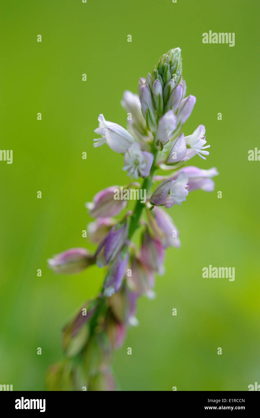Flowering Tufted Milkwort Stock Photo