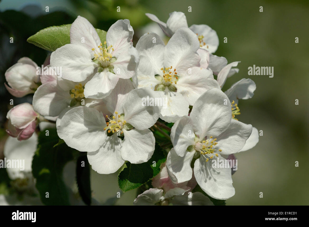 Pear blossom in close-up Stock Photo